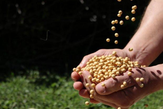 Agricultura representa 71% do VBP de MS, com destaque para soja e milho