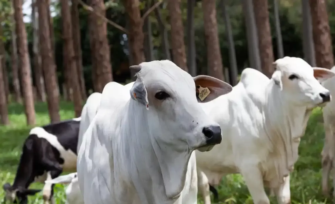 Analistas apostam em retomada do consumo interno de carne bovina em agosto, o que pode incentivar avanço no preço do boi gordo
