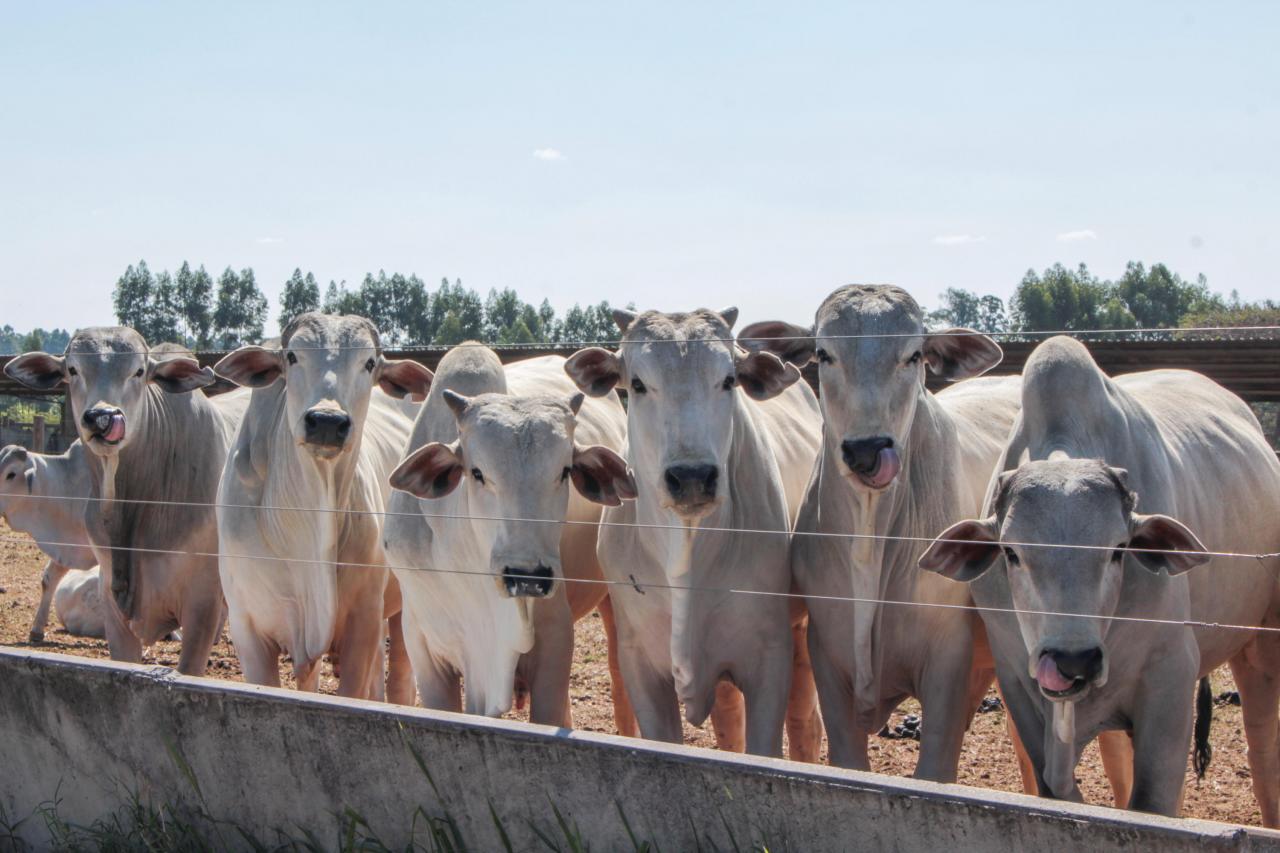 Boi/Cepea: Poder de compra de pecuarista recua neste mês