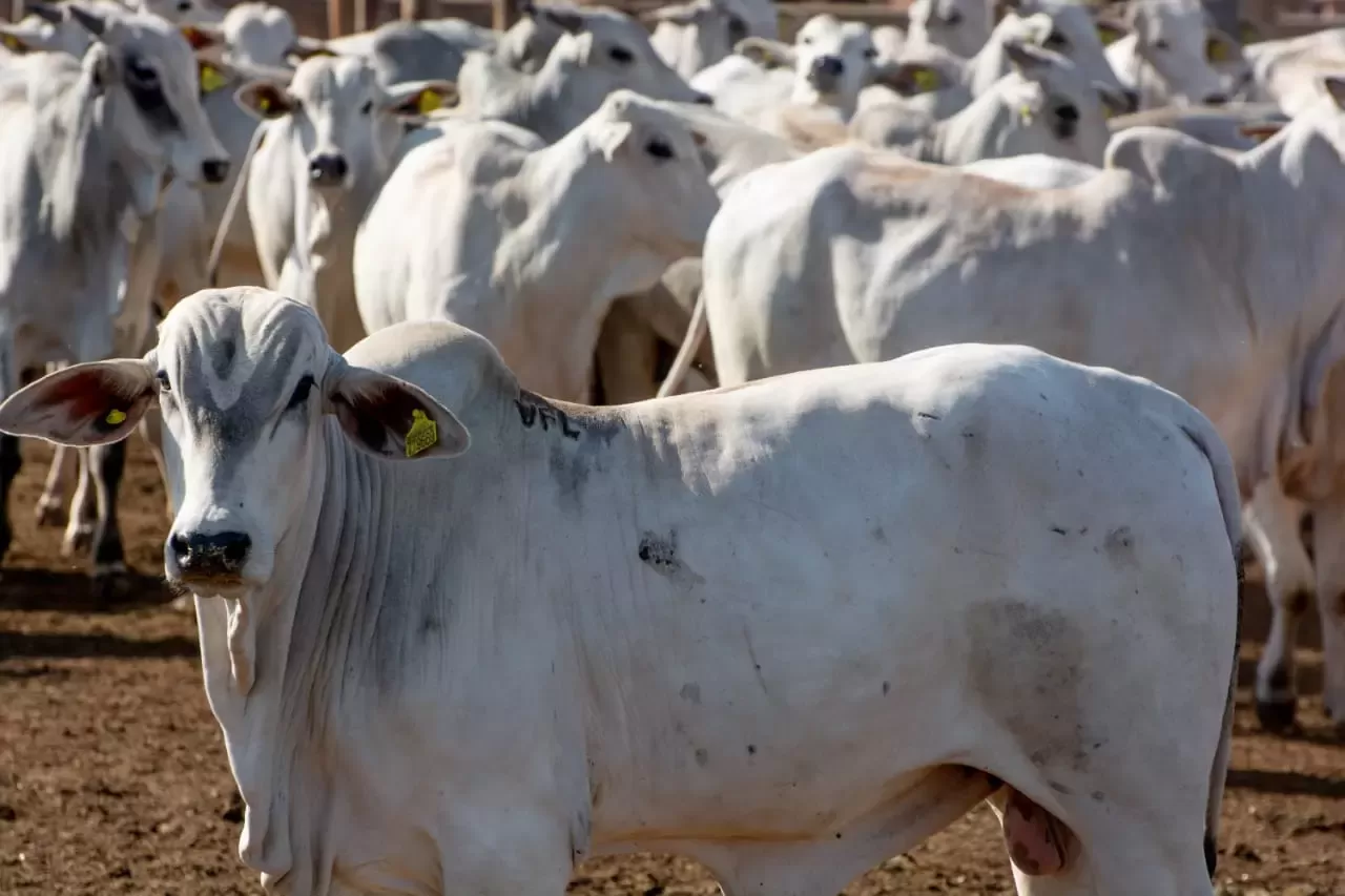 Boi gordo: recuo no preço da arroba atinge sobretudo as praças pecuárias do Centro-Oeste brasileiro