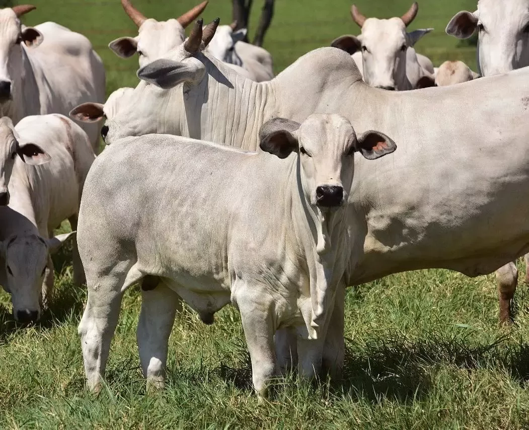 Exportações de genética bovina crescem 17% no primeiro semestre de 2022, diz Asbia