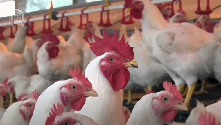 Manejo de ovos: as diferenças entre as granjas modal e convencional