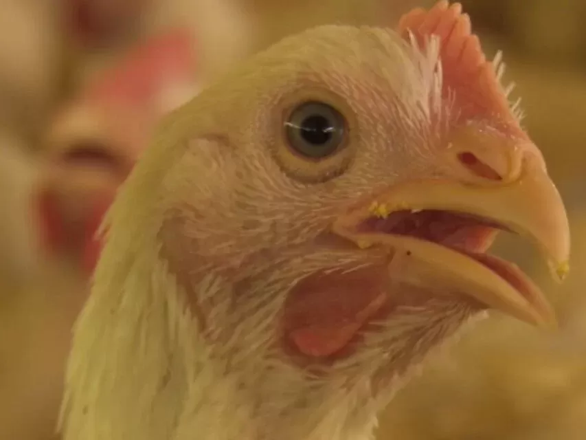 Manual traz orientações sobre avicultura orgânica