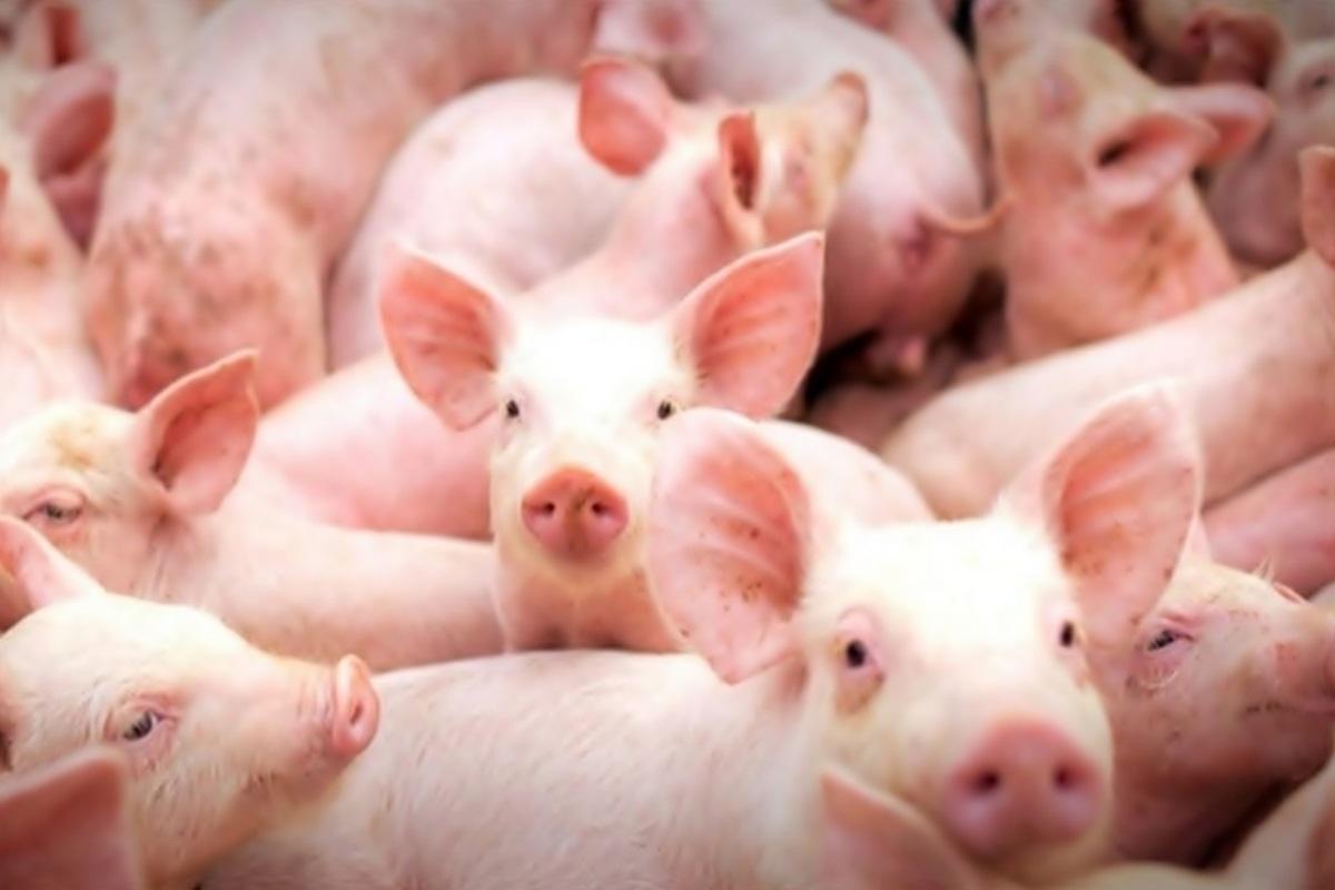 Mercado de suínos com queda acentuada nas cotações nesta terça-feira (30)