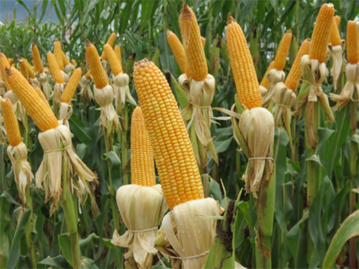 Milho: Chicago vai ao maior nível em 2 meses acompanhando reportes do Pro Farmer
