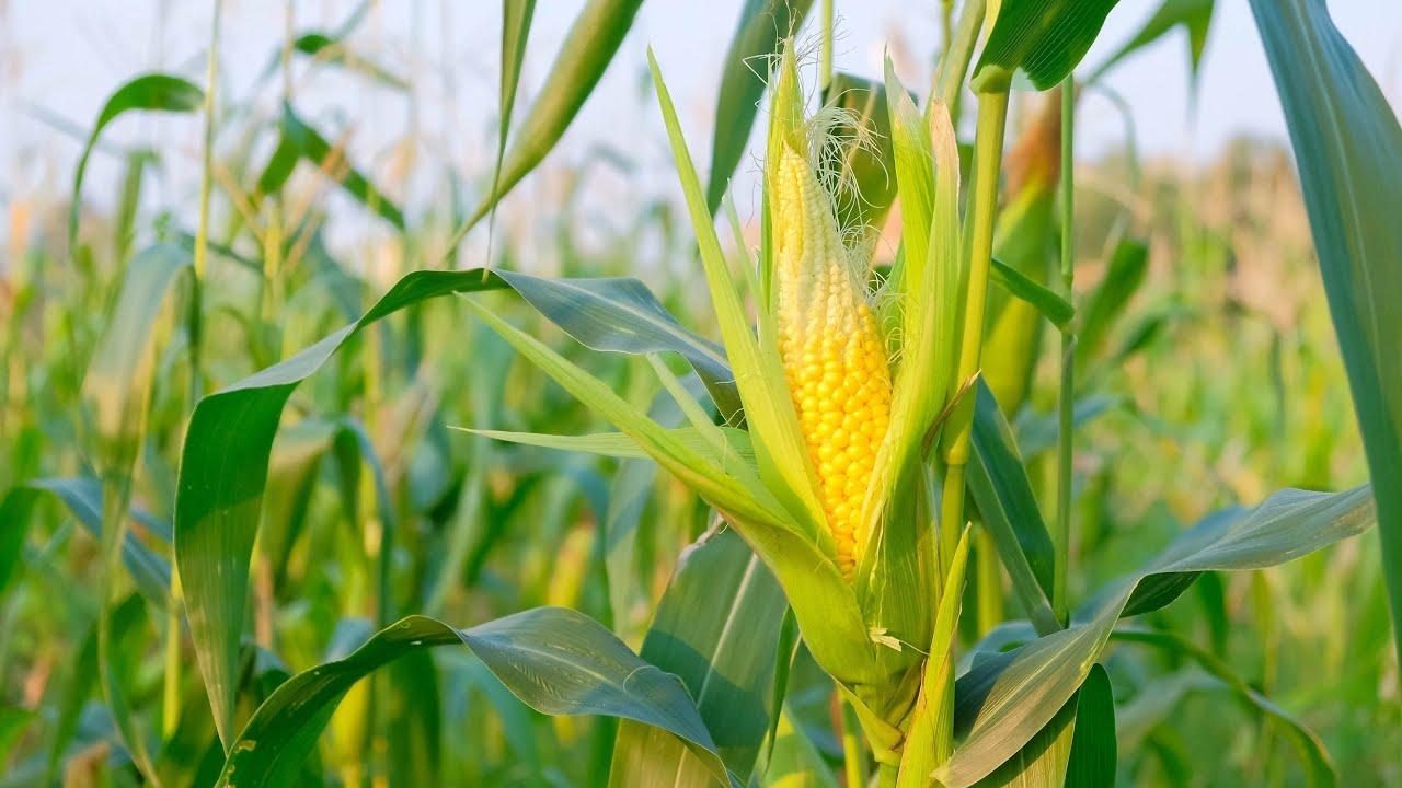 Milho: Mato Grosso exportou quase 60% do grão embarcado pelo Brasil