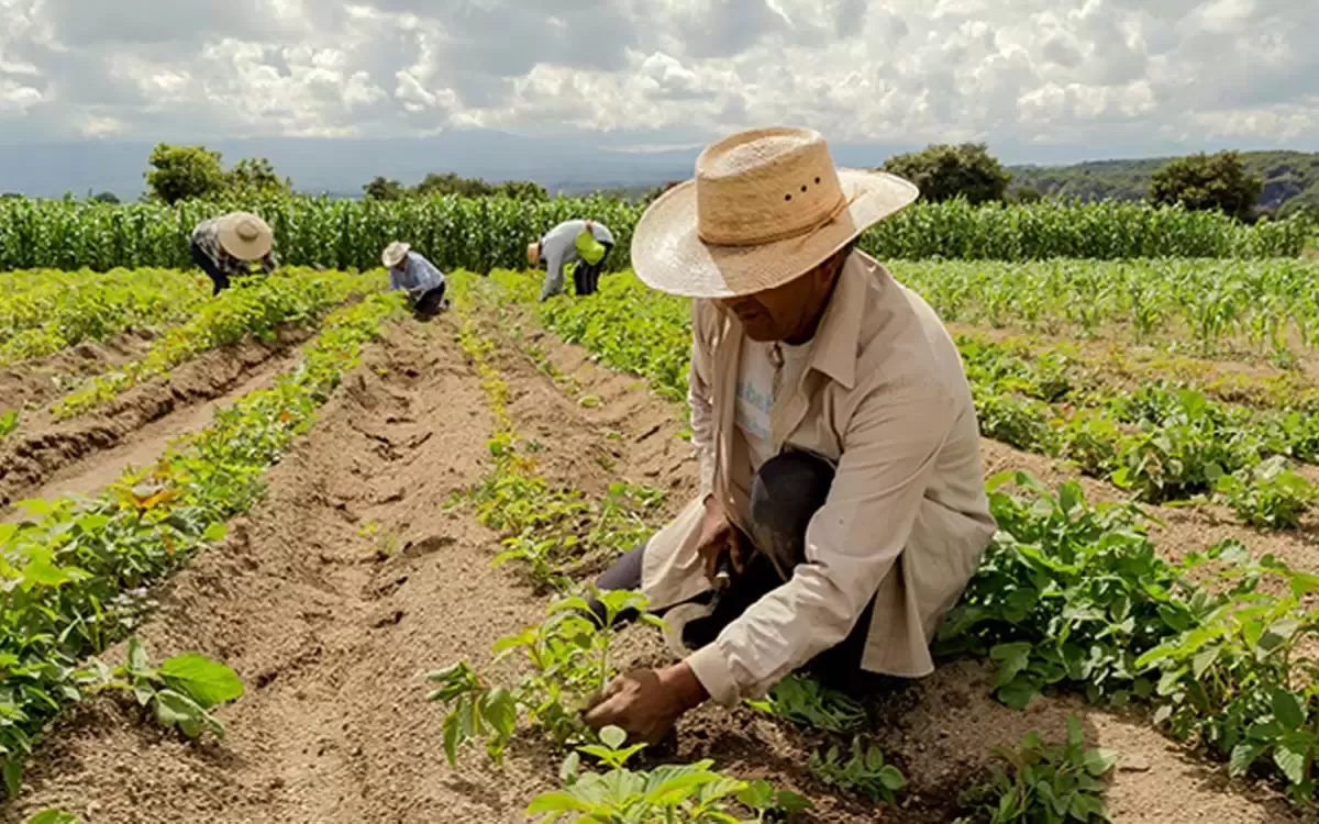 População empregada no agronegócio somou 19,09 milhões no 2º trimestre, diz Cepea