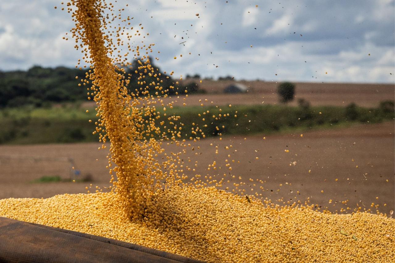 Soja ameniza baixas em Chicago, dólar dispara sobre o real e preços ficam estáveis nos portos do BR