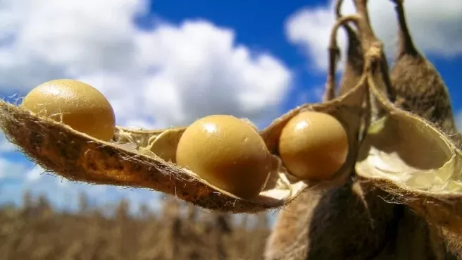 Soja recua no mercado brasileiro neste início de semana com pressão combinada de baixas em Chicago e do dólar