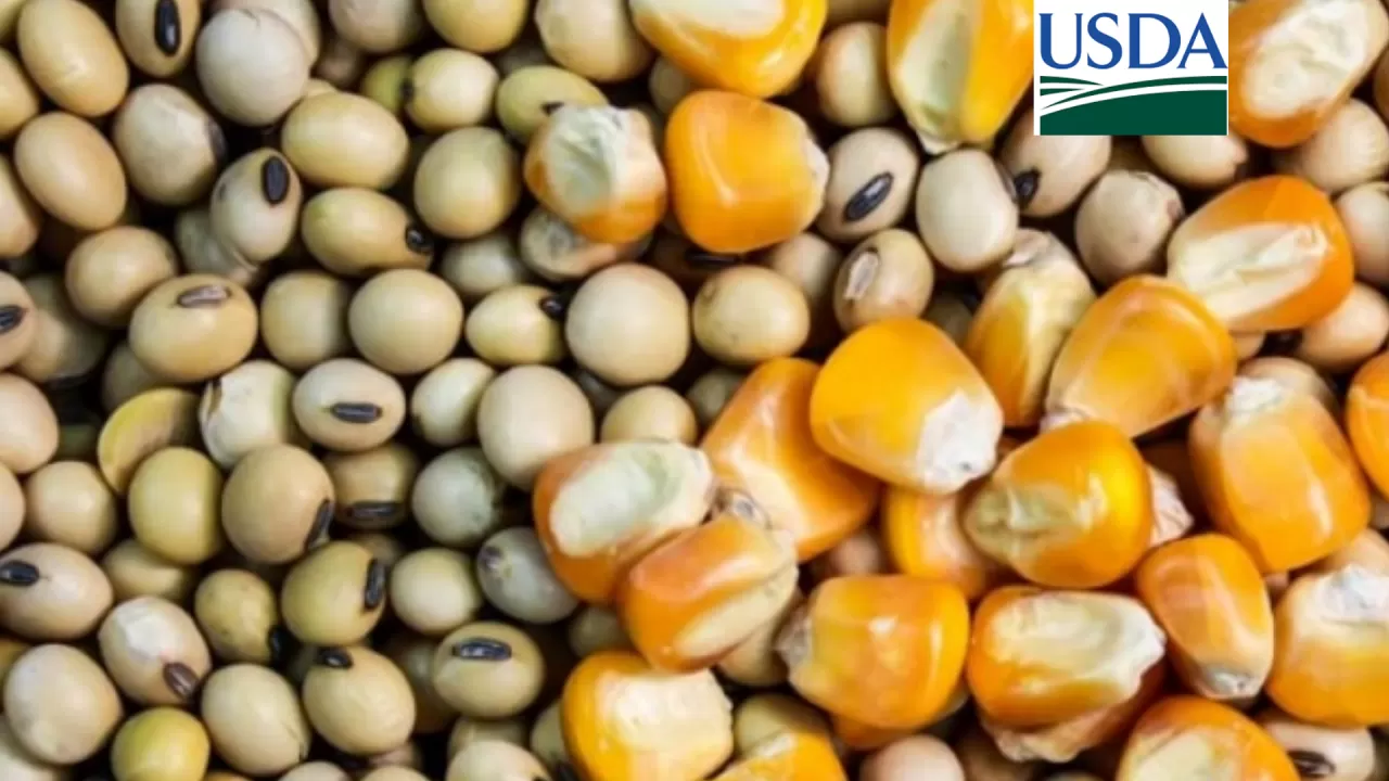 Soja releva novos dados do USDA e encerra semana subindo mais de 3% na Bolsa de Chicago