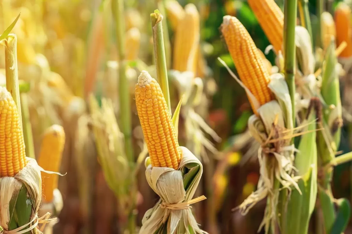 B3 abre a 2ªfeira com milho em campo misto, mas com primeiras cotações em alta