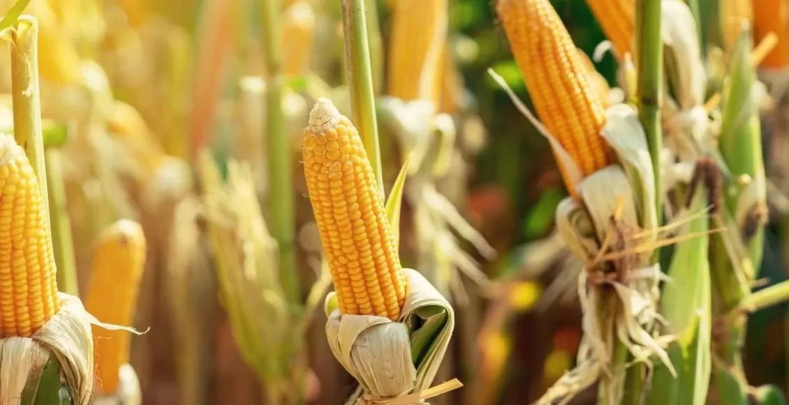 B3 encerra a terça-feira com altas para os futuros do milho