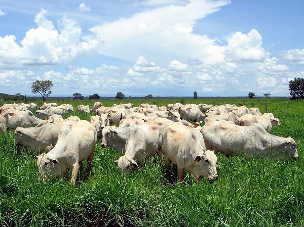 Boi gordo: pressão de baixa surte efeito e arroba recua em importantes praças brasileiras