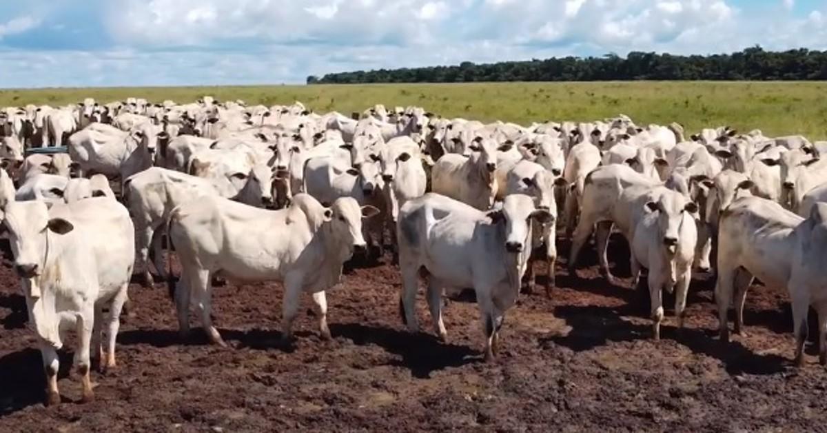 Boi gordo: mais uma semana se foi e os pecuaristas continuam à espera de preços melhores
