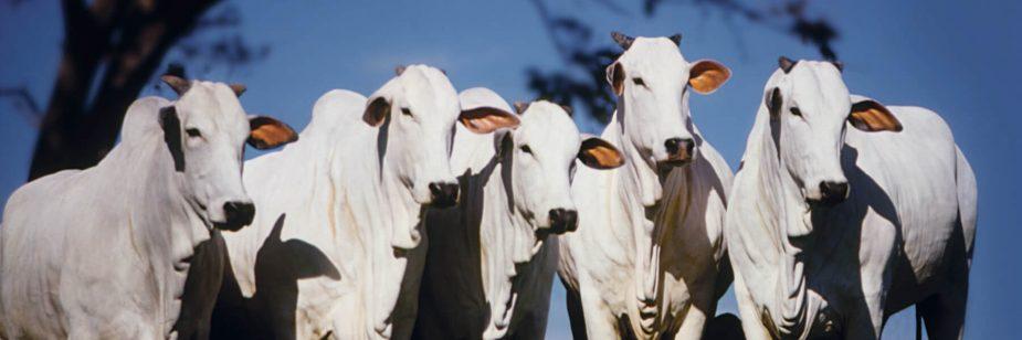 Boi gordo: mercado lento e arroba estável na maioria das praças brasileiras