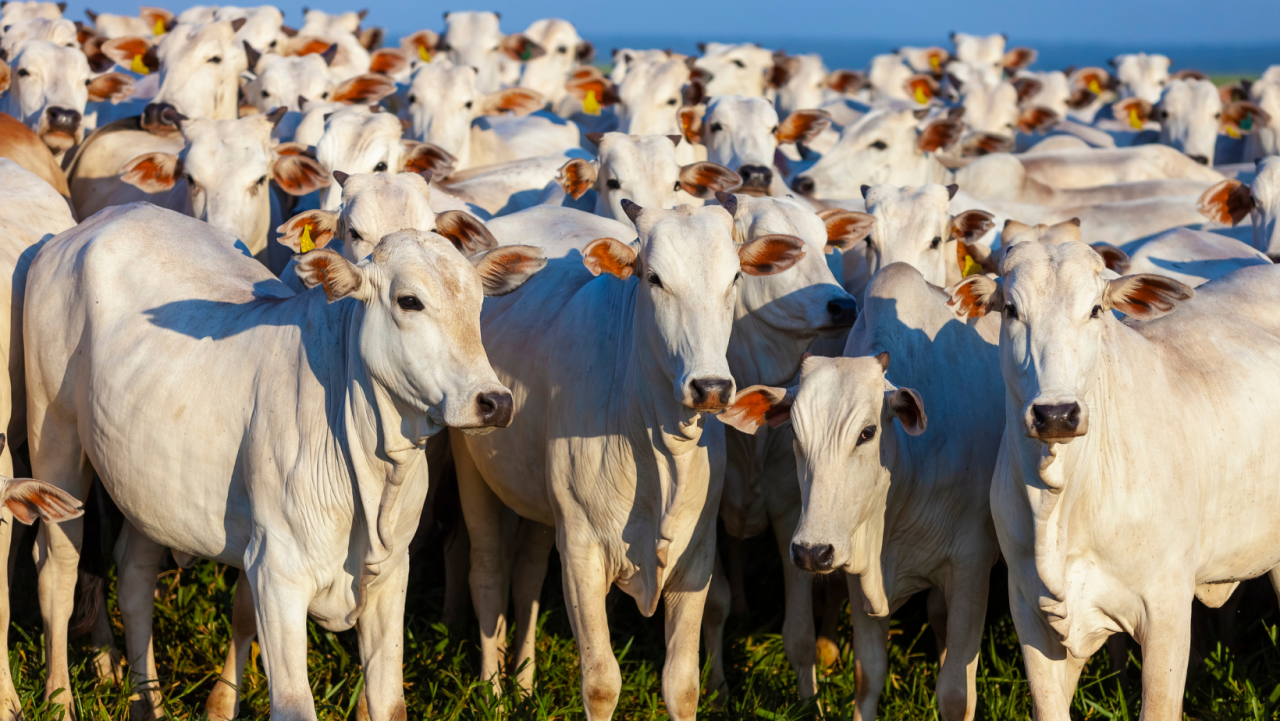 Boi gordo: negócios em ritmo lento na primeira semana de setembro