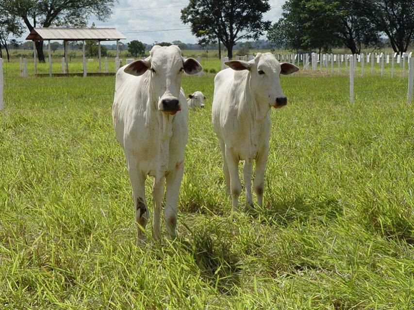 Boi: preços neste pré-feriado tem alta