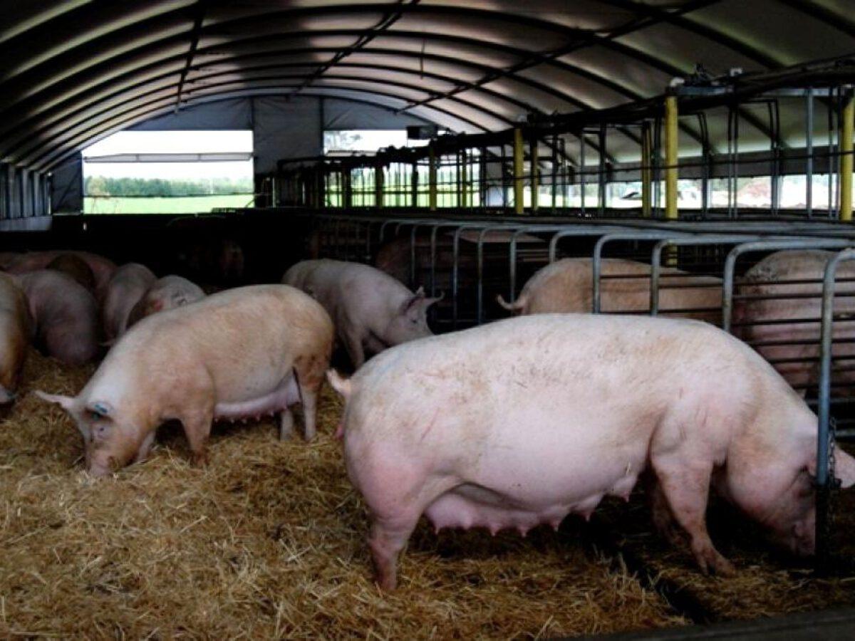 Brasil tem recorde mensal na exportação das carnes suína e bovina em agosto com China