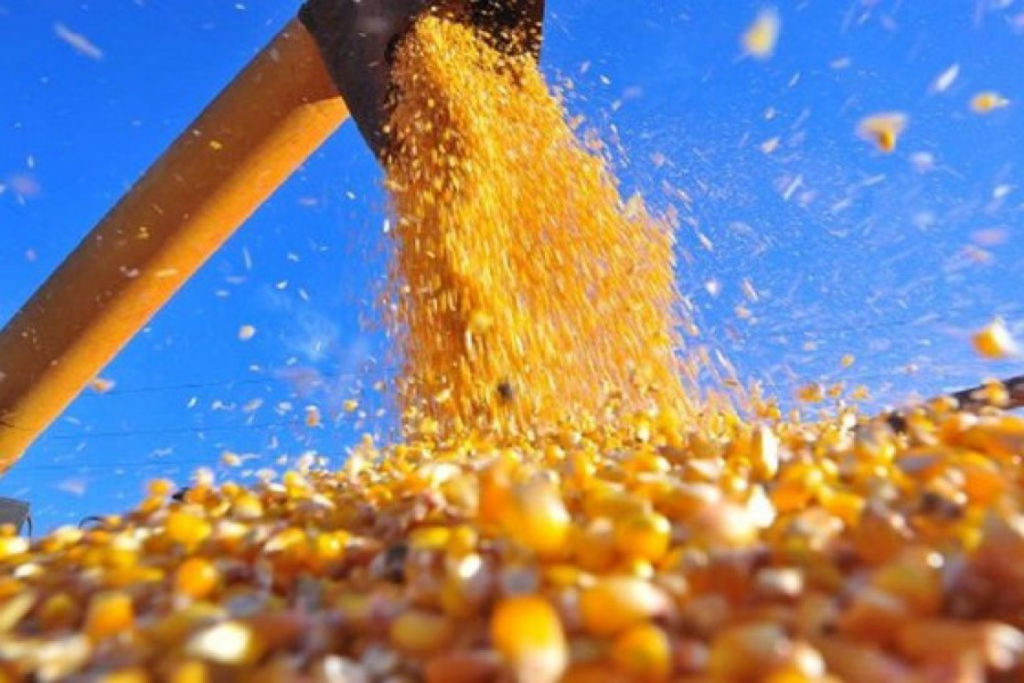 Colheita mais lenta do que o esperado nos EUA sustenta altas do milho em Chicago