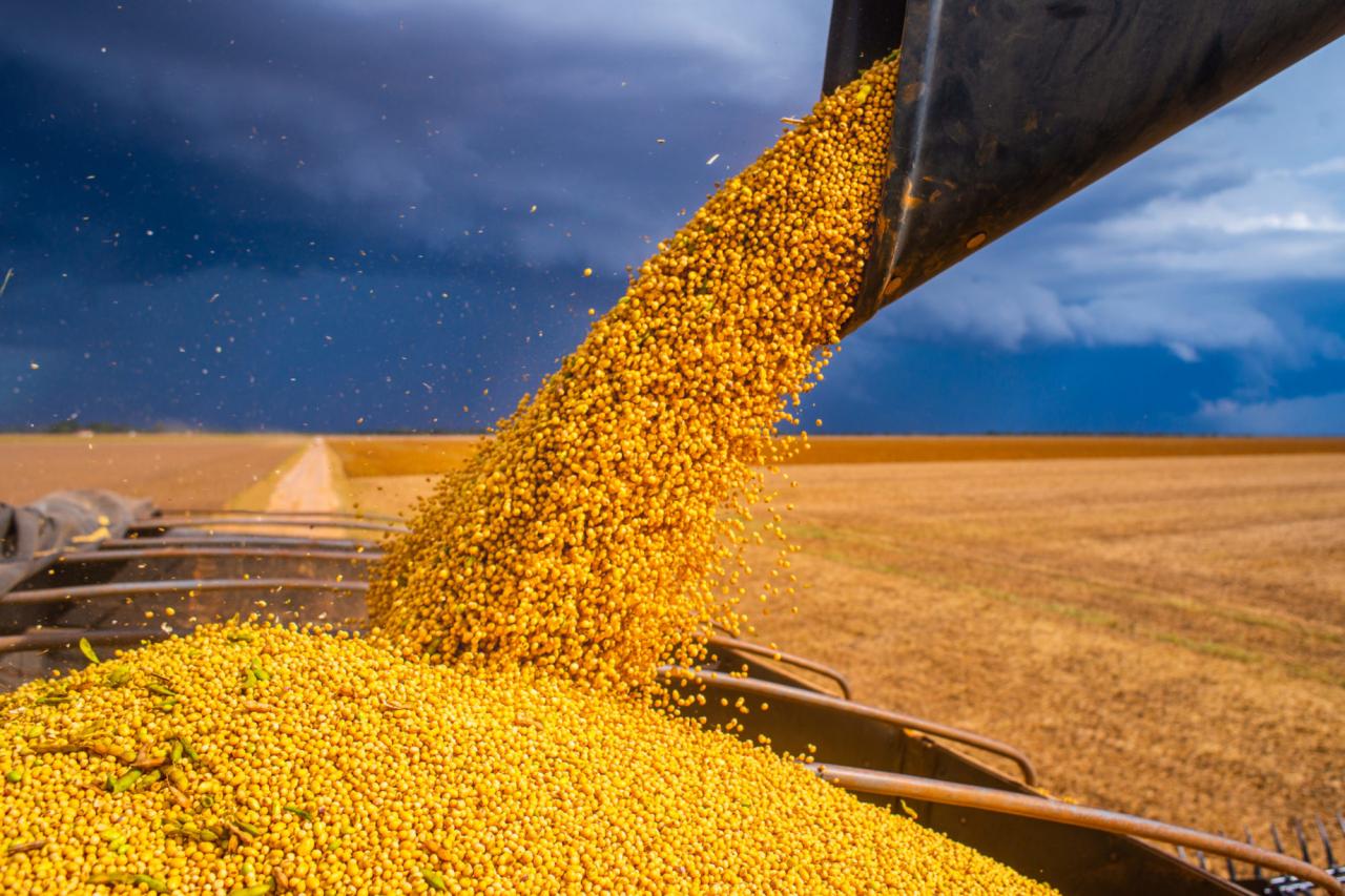 DATAGRO prevê recorde de área e produção na soja 2022/23 da América do Sul
