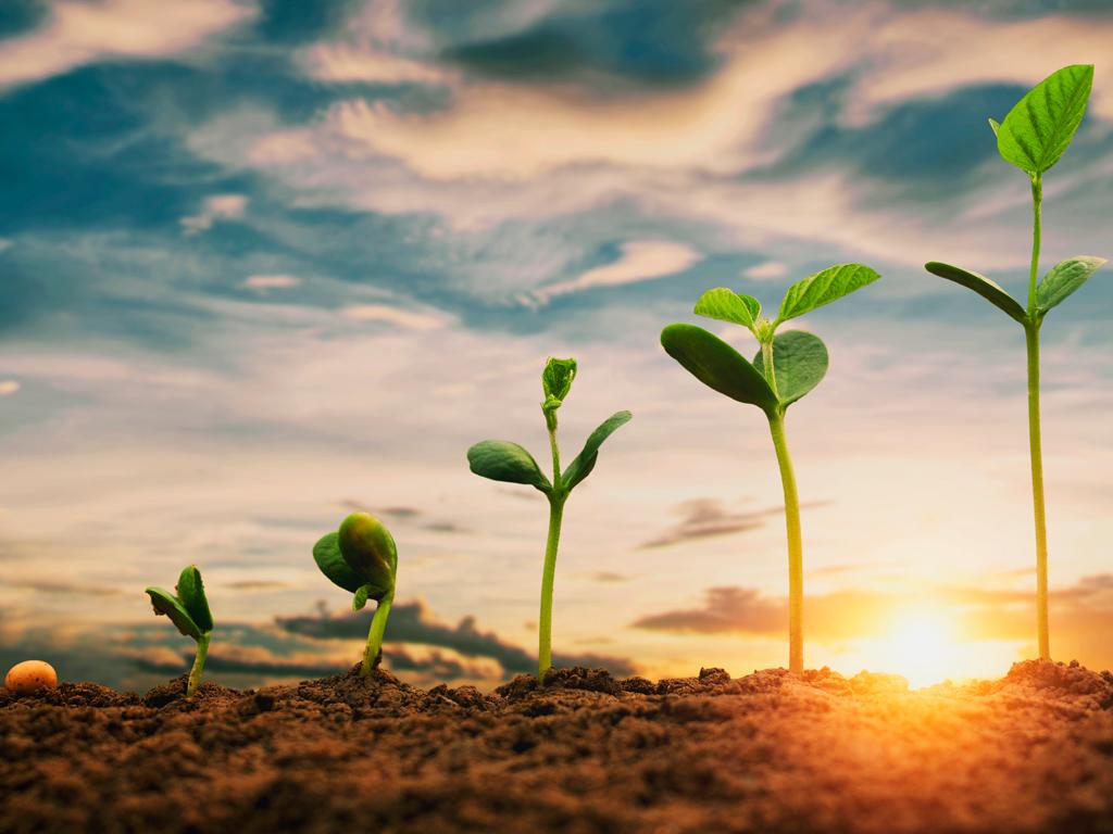 Embrapa: Plantio direto pode aumentar em 11% a eficiência do uso de água na cultura da soja