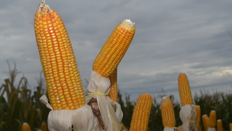 Financeiro e colheita pesam em Chicago e milho abre a 2ªfeira em baixa