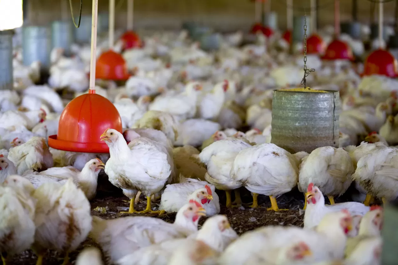 Frango: Cotações encerram a semana em campo misto nas principais praças produtoras