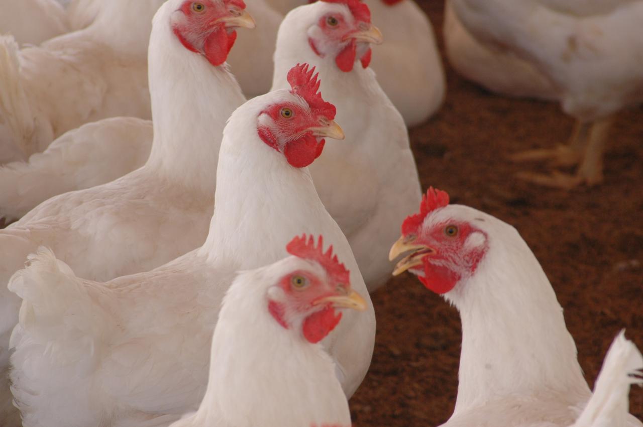 Frango na granja em São Paulo tem baixa de 1,79% nesta quinta-feira (29)