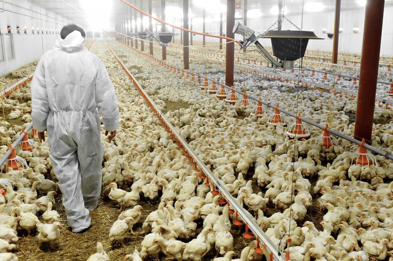 Frango: preços em campo misto nesta quarta-feira (14), ave congelada ou resfriada em SP tiveram alta de 0,25%