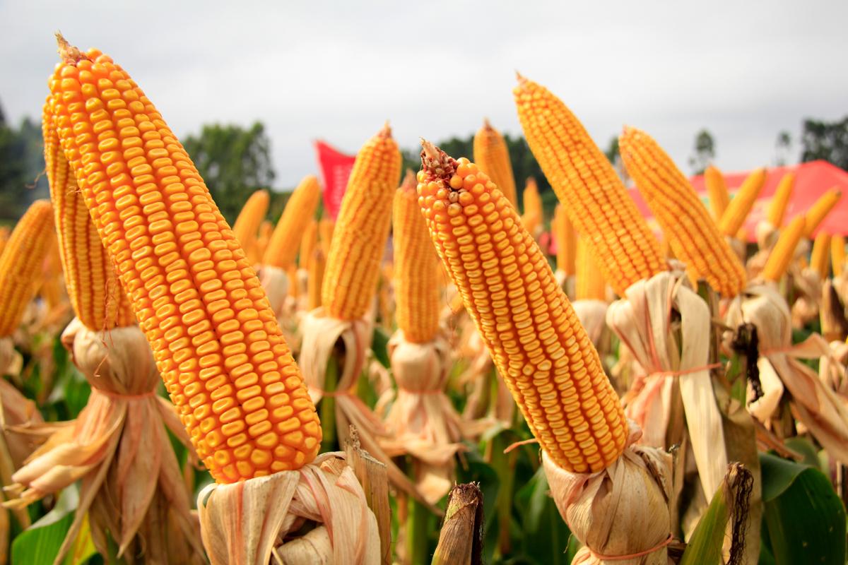 Futuros do milho fecham semana levemente positiva na Bolsa Brasileira