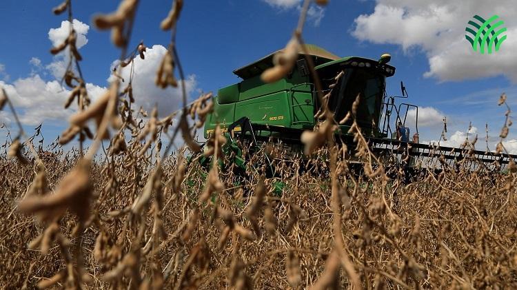 Início da Safra da Soja 22/23: entenda os impactos da produção de grãos na rotina do sul-mato-grossense