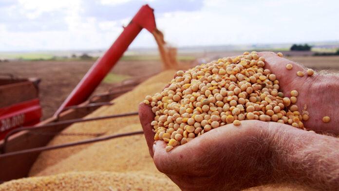Liberado o cultivo da soja em MS com produção estimada em 12,3 milhões de toneladas