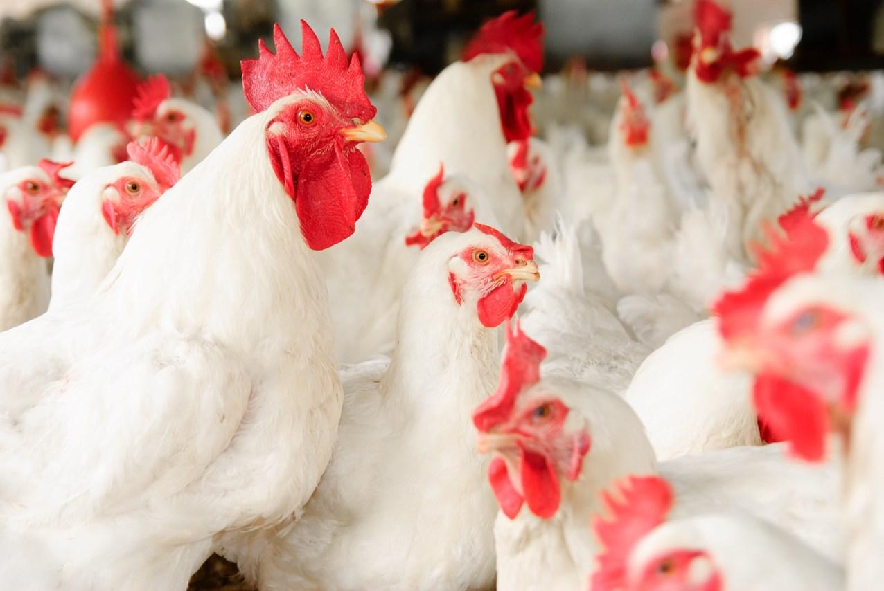 Mercado do frango com poucas mudanças nesta segunda-feira (26); ave congelada e resfriada cederam 0,12% em SP
