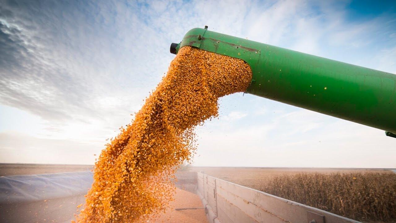Milho/Cepea: Com menor produção mundial, preços se sustentam