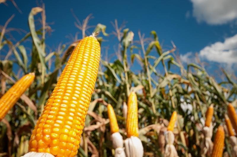 Milho salta 2% em Chicago após USDA reduzir produtividade, produção e estoques