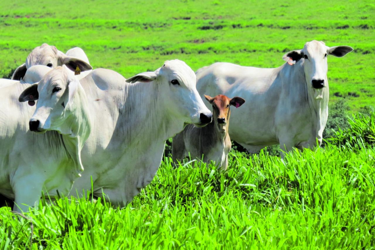 Pecuaristas que têm lotes de boiadas gordas seguram as vendas, à espera de preços melhores