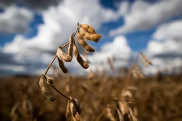 PIB da agropecuária de crescer 2,8% em 2022, segundo CNA