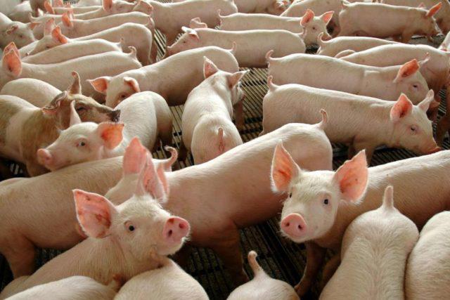 Poder de compra do suinocultor recua frente a milho e farelo de soja