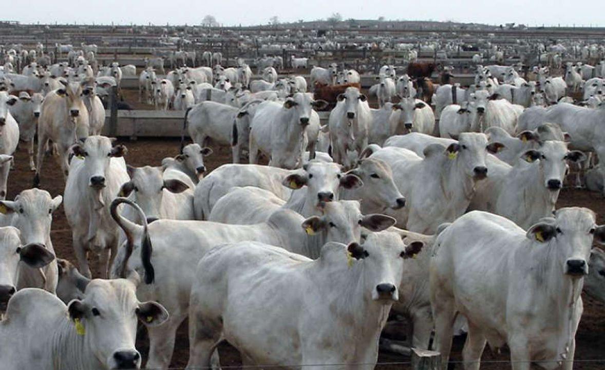 Preço do boi gordo paulista esboça reação, aponta a Scot