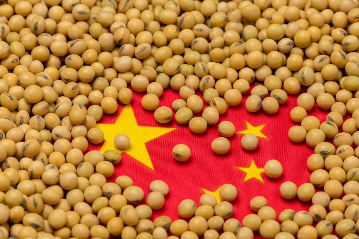 Preços de farelo de soja na China atingem níveis recordes com oferta apertada de grãos