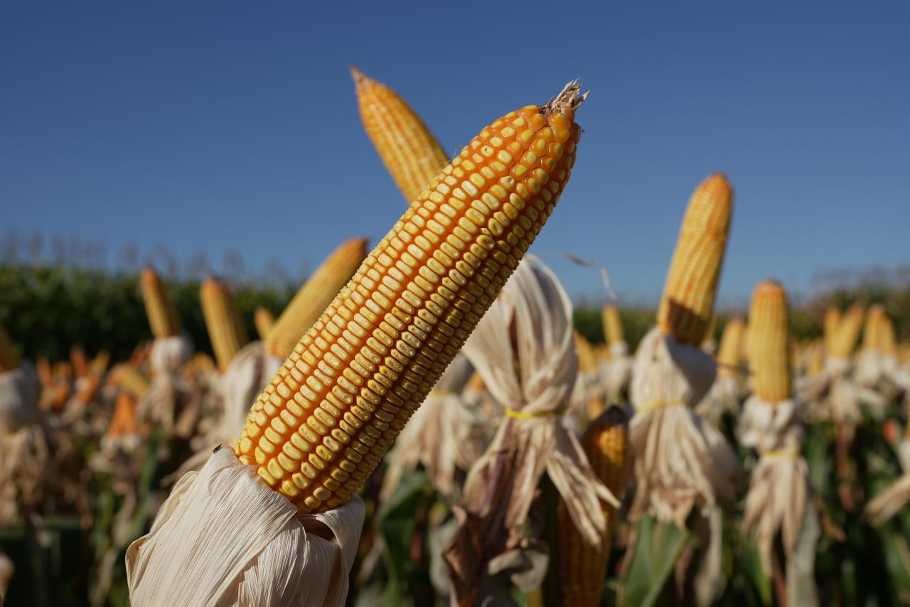 Quinta-feira segue sendo positiva para os futuros do milho