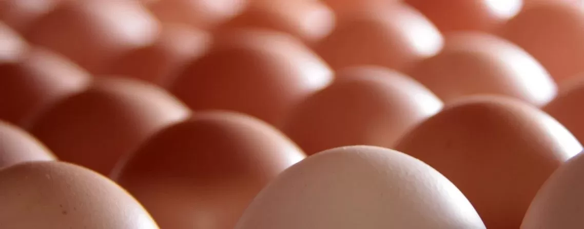 Receita de exportações de genética avícola cresce 22,7% em agosto