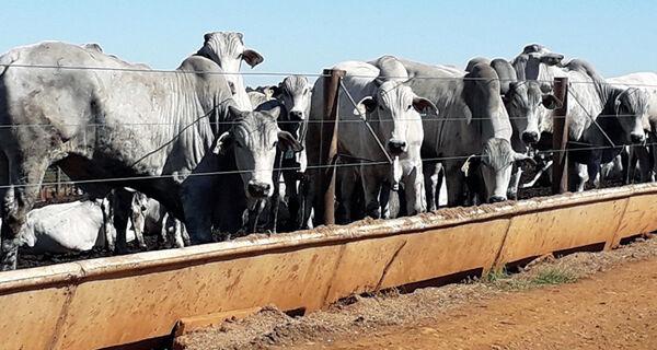 Segunda-feira morna no mercado brasileiro do boi gordo