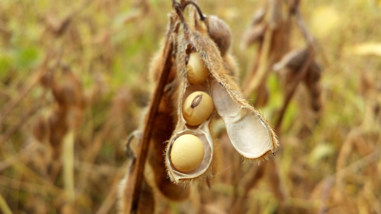 Soja: Mercado tem dia de recuperação com altas de dois dígitos nesta 6ª após baixas consecutivas