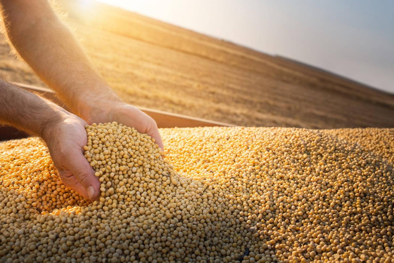Soja realiza lucros em Chicago e fecha 4ªfeira caindo 1%