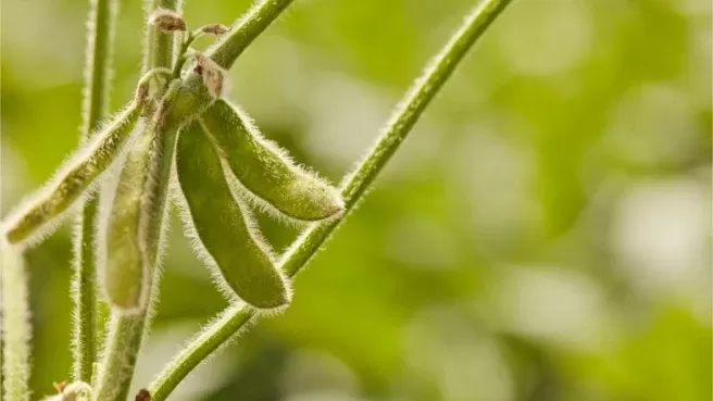 Soja volta a subir em Chicago nesta 4ª feira mantendo atenção aos fundamentos; BR está no radar