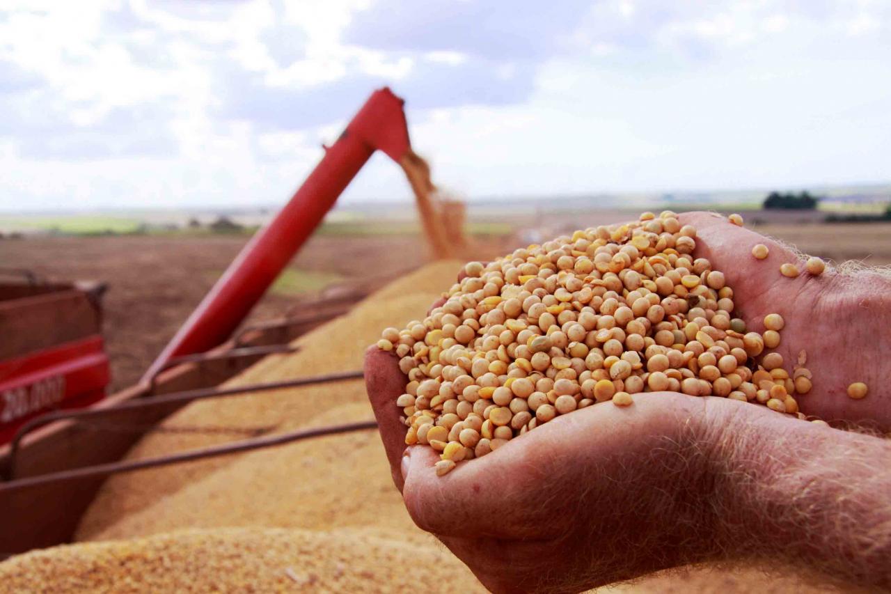 StoneX estima recorde mais acentuado de soja em 2022/23