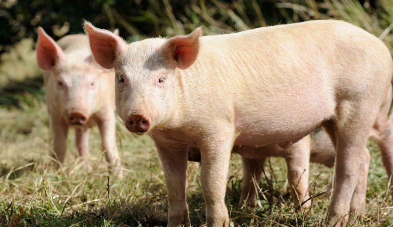 Suínos: mercado misto nesta quinta-feira (29), e MG é exceção com leve alta no preço do vivo