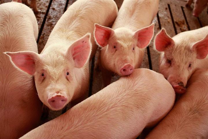 Suínos: preços mistos encerram a quarta-feira (21), com recuo para o animal vivo em MG na ordem de 2,21%