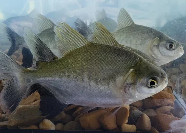 Teste permite identificar sexo de peixes